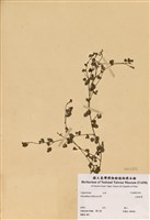 藏品(三點金草)的圖片